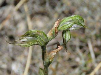 341_pterostylis_picta_painted__rufous_greenhood_img_9070c.jpg