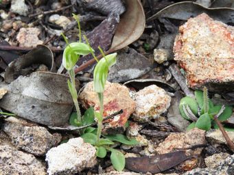 341_pterostylis_setulosa_img_0165c.jpg