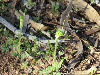 341_pterostylis_setulosa_sk_img_8357c.jpg