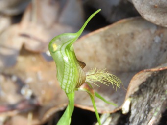 341_pterostylis_turfosa_img_5812c.jpg
