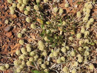 341_ptilotus_aervoides_img_1265.jpg