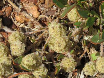 341_ptilotus_aervoides_img_1266.jpg