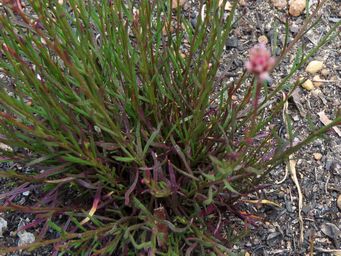 341_ptilotus_drummondii_foliage_img_8825c.jpg