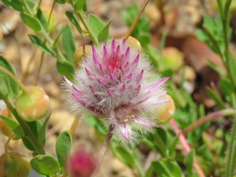 341_ptilotus_drummondii_img_8874c.jpg