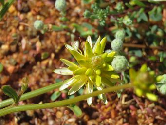 341_ptilotus_gaudichaudii_img_1639.jpg