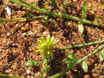 341_ptilotus_gaudichaudii_img_1641.jpg