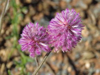 341_ptilotus_helipteroides_img_1650c.jpg