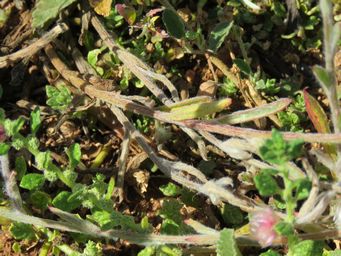 341_ptilotus_helipteroides_img_1651.jpg