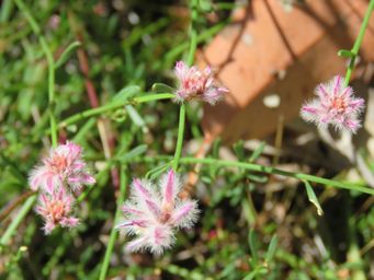 341_ptilotus_img_0099c.jpg