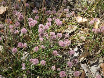 341_ptilotus_img_0111.jpg