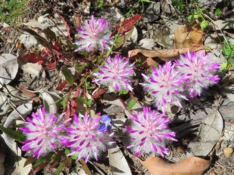 341_ptilotus_mangelsii_img_0029c.jpg