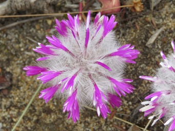 341_ptilotus_manglesii_img_0783c.jpg