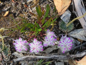 341_ptilotus_small_img_0313c.jpg