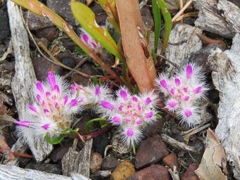 341_ptilotus_sp_img_7771.jpg