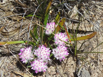 341_ptilotus_sp_img_9086c.jpg