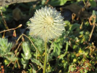 341_ptilotus_xerophilus_img_1559c.jpg