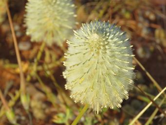 341_ptilotus_xerophilus_img_1569c.jpg