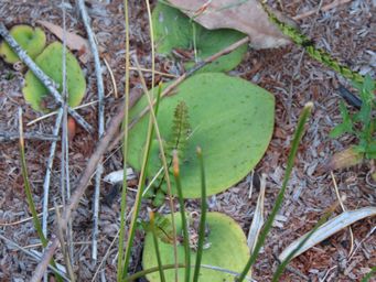 341_pyrorchis_forrestii_foliage_img_9340ca.jpg