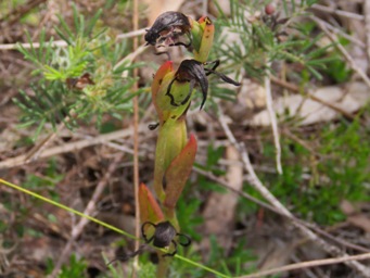 341_pyrorchis_nigricans_drying_img_2483cs.jpg