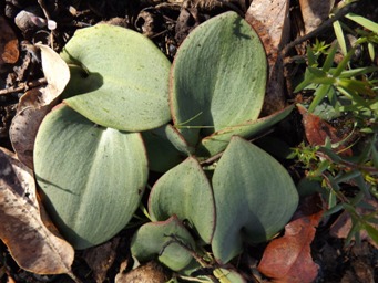 341_pyrorchis_nigricans_leaves_dscf8721s.jpg