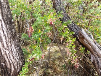 341_rhagodia_baccata_berry_salt_bush_dscf7743.jpg