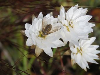 341_rhodanthe_chlorocephala_subsp_rosea_maybe_comptosia_sp._bee_fly__img_2347c.jpg