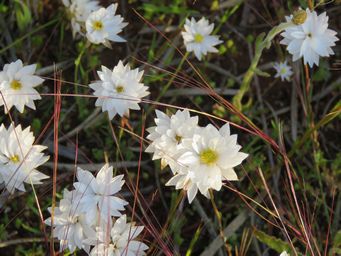 341_rhodanthe_chlorocephala_subsp_rosea_maybe_img_2284.jpg