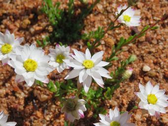 341_rhodanthe_chlorocephala_subsp_rosea_woolgangie_road_img_0236.jpg