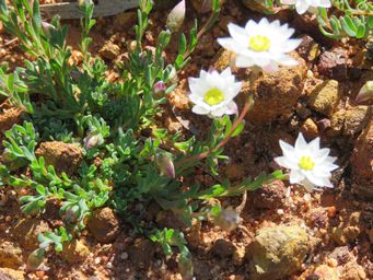 341_rhodanthe_chlorocephala_subsp_rosea_woolgangie_road_img_0237.jpg