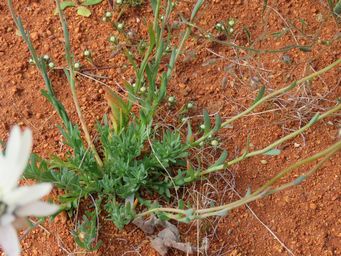 341_rhodanthe_chlorocephala_subsp_splendida_img_1321c.jpg