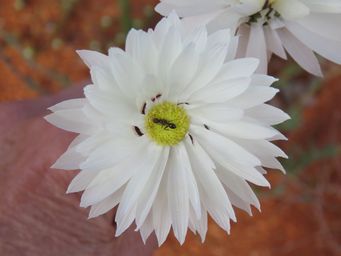341_rhodanthe_chlorocephala_subsp_splendida_img_1323.jpg