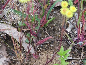 341_rhodanthe_citrina_foliage_img_8849ca.jpg