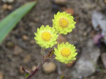 341_rhodanthe_citrina_img_8848cca.jpg