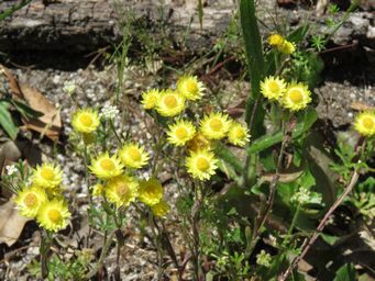 341_rhodanthe_citrina_with_trachymene_pilosa_img_1892.jpg