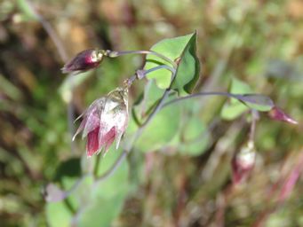 341_rhodanthe_manglesii_bud_img_9712c.jpg