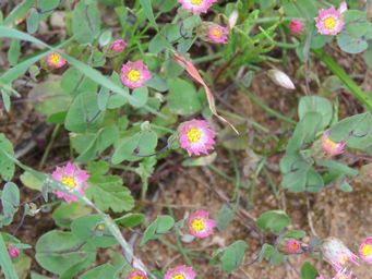 341_rhodanthe_manglesii_img_2682.jpg