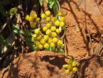 341_rhodanthe_maryonii_sandstone_img_1396c.jpg