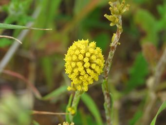 341_rhodanthe_maybe_spicata_img_2009.jpg