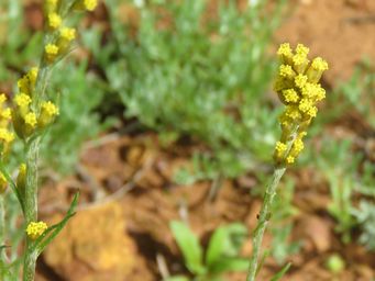 341_rhodanthe_spicata_img_2073c.jpg