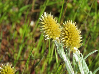 341_rhodanthe_spicata_img_9778c.jpg