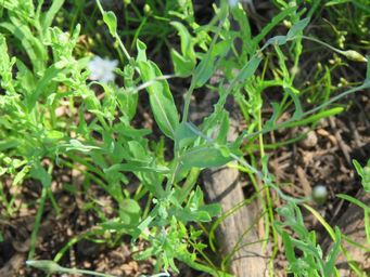 341_rhodanthe_stricta_foliage_img_1495c.jpg