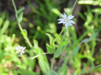 341_rhodanthe_stricta_img_1497c.jpg