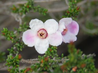 341_rinzia_carnosa_m_img_8464c.jpg