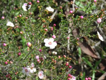 341_rinzia_carnosa_m_img_8487.jpg