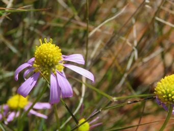 341_roebuckiella_ciliocarpa_img_1347c.jpg