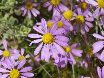 341_roebuckiella_ciliocarpa_img_1407.jpg