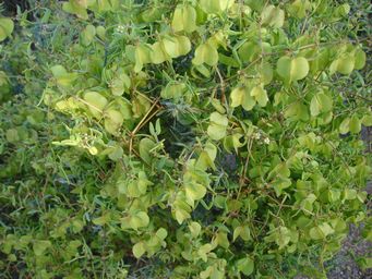 341_roepera_fruticulosa_pods_dsc01925.jpg