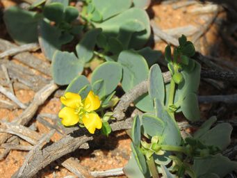 341_roepera_glauca_img_0280.jpg