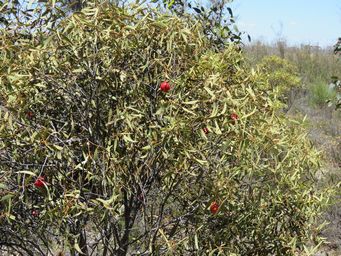 341_santalum_acuminatum_quandong__img_9069.jpg