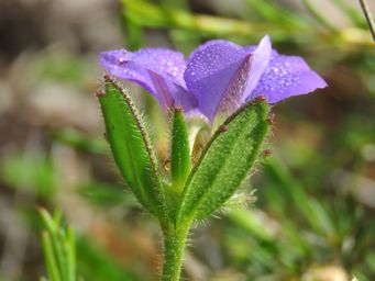 341_scaevola_calliptera_img_3008c.jpg